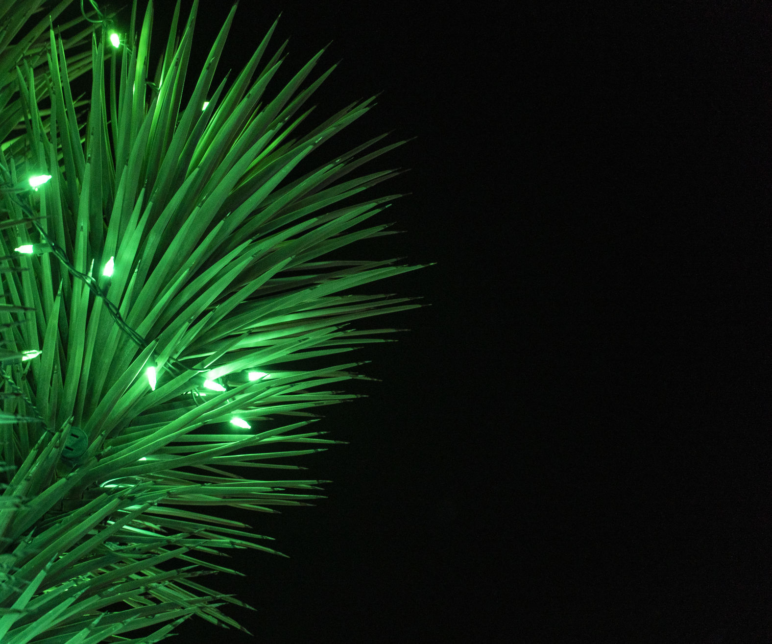 Christmas in the Garden